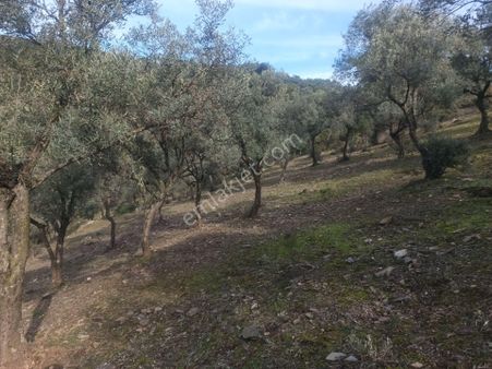 İzmir Torbalı Gold Emlaktan Satılık Harika Ve Kelepir Bahçe