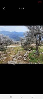 Koyuncu Group Tan Bayındır Da Satılık Zeytinlik Tarla