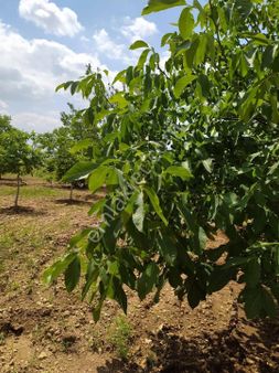 Satılık Ceviz Bahçesi Baklan Gürlük Mevkisinde