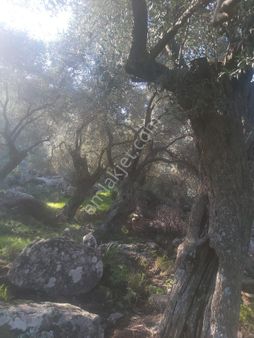 Aydın Söke Guneyyaka Satılık Zeytinlik