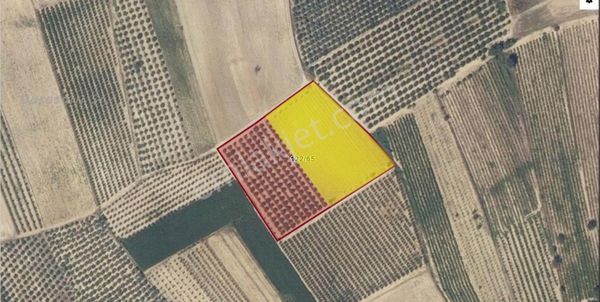 Yuvam Gayrimenkul'den Salihli Akören Mahallesinde 6154 M2 Zeytinlik