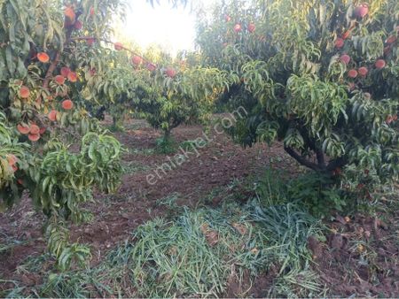 Serdar Emlak-8.mıntıka Arazi