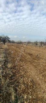 Baklan Merkezde Satılık Ceviz Tarlası