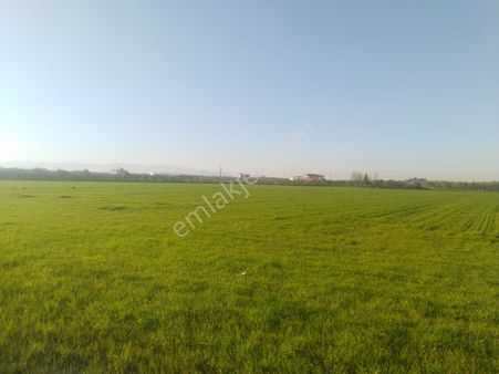 Menderes Oğlananası Cumhuriyet Mahallesi'nde Satılık Tarla