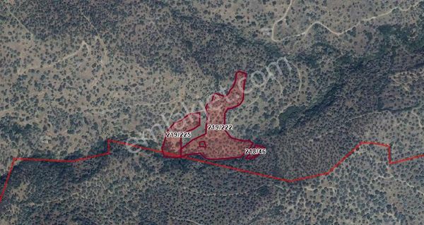 ■ Aydın/bozdoğan Kavaklı Köyünde Satılık Zeytinlik 14.316,37 M²