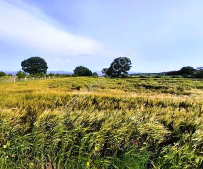 Terzialan Çakmakçayır Mevki 11.306m2 Müstakil Parsel Satılık Arsa