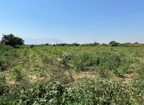 Manisa/turgutlu Nurcan Emlak'dan 8, Mıntıkada Satılık 18,860 M² Sondaj Suyu Bulunan Tarım Arazisi