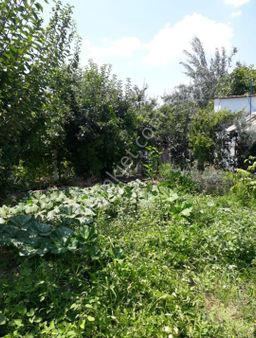 Manisa/turgutlu Nurcan Emlak'dan Derbent Mh.de Satılık 5700 M² Meyve Bahçesi Ve Evi