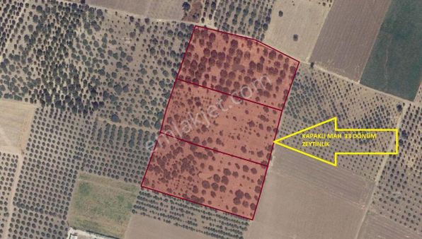 Kapaklı Mah 33 Dönüm Satılık Zeytinlik (emin'den)