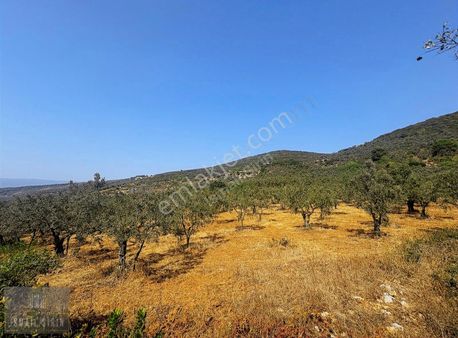 Manastırda İmara 140m Mesafede Yatırımlık 4934m2 Zeytinlik&arsa