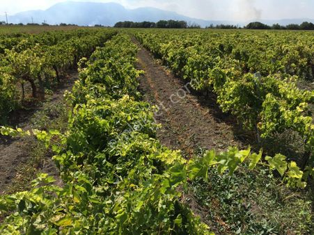 Rw-fly' Dan Manisa Tepecik Köyü Satılık Bağ