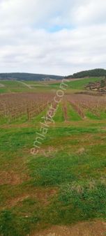 Gelibolu Ocaklı Da 25 Dönüm Satılık Üzüm Bağı , Tarla