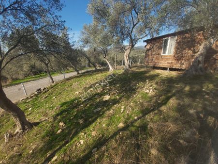 Eryılmaz Gayrimenkul'den Balıkesir Havran Kalabak Köyünde 718 M2 Zeytinlik