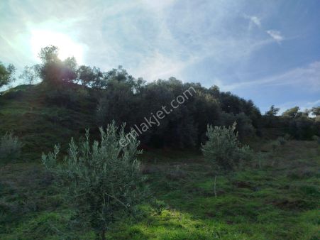 Manisa Salihli Karaağaç Mahallesinde Satılık Zeytinlik