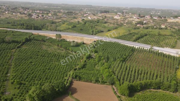 Karasu-kaynarca Yolunda Satılık Fındıklık - Ana Yola Yakın!