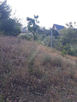 Küçükkuyu Yeşilyurt Köyü Yol Cepheli Tam Deniz Manzaralı Süper 7900m2