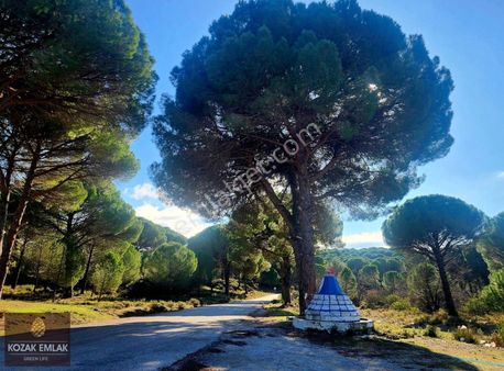 Ayvalık Hacıveliler Tarım İmarlı Tarla 43.445 M2 Satılık