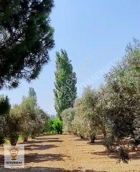 Burhaniye Kocacami'de Yolu Suyu Olan Düz Ağaçlı Tarla