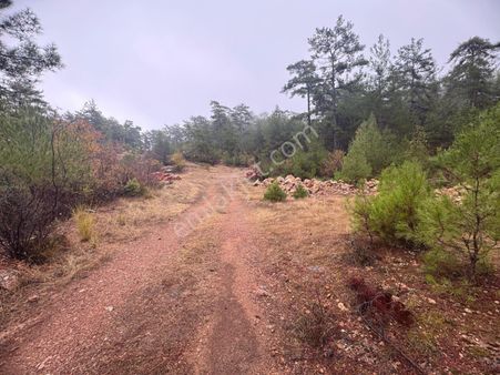 Selda Kozalı'dan Kıran Mah Satılık Tarla
