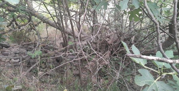 Bergama Koyuneli Derekenarında