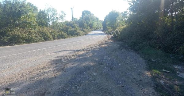 Mısır Ekili Olan Tarlamız Satılık...