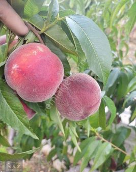 Aslanköy Kavaklıpınar Da Şeftali Bahçesi
