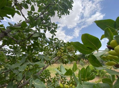Satılık Bağ Evi Ve Meyve Bahçesi Zeytinlik