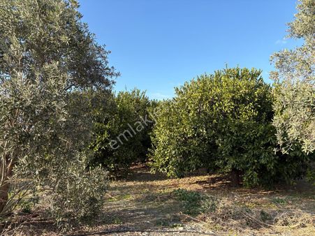 Başlamış Da Satılık Bahçe