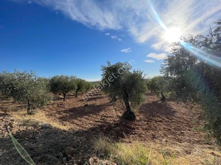 Burç Karakuyu Da Satlik Zeytinlik