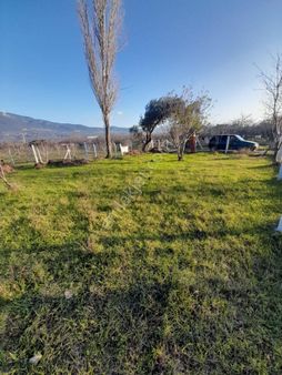 İzmir Torbalı Dağkızılca'da 201m2 Satılık Hisseli Zeytinli Tarla Bağ&bağçe