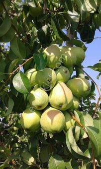 Nw Gayrimenkul Yenice'de 45 Dönüm Bol Verimli Kazanç Sağlayan Satılık Meyve Bahçesi