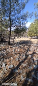 Selda Kozalı'dan Denizova Mah Fırsat Satılık Tarla