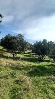 Manisa Soalihli Satılık Zeytinlik