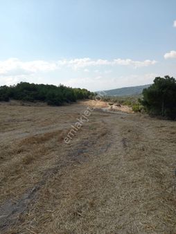 Bozkoy Koca Meseler Mevkısınde Satılık Tarla