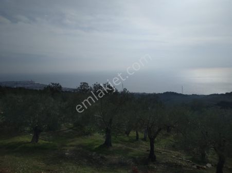 Küçükkuyu Adatepe Köyü Asırlık Zeytin Ağaçları Gelecek Kuşaklara Sizinle Ulaşsın.