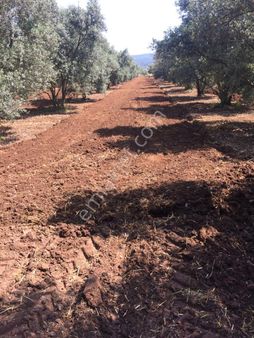 Muğla Menteşe Bayır'da Satılık Zeytinlik/tarla