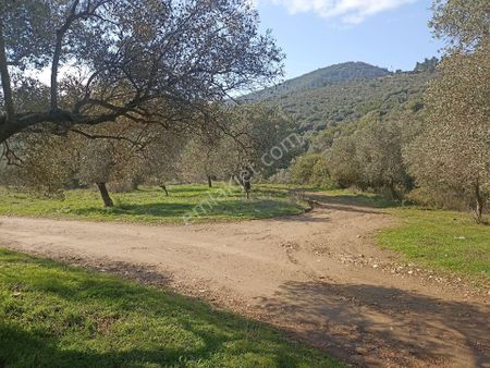Bayındır Arıkbaşı'nda 567 M2 Satılık Zeytinlik