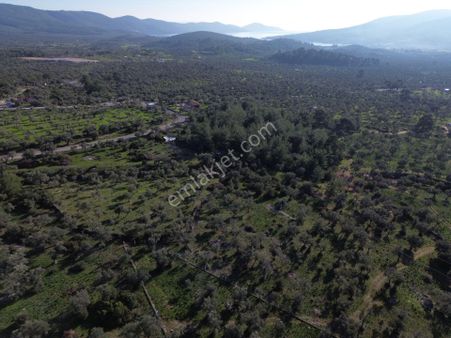 Milas Kazıklı'da Yola Yakın Zeytinlik