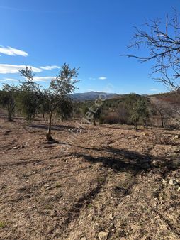 Aşina'dan Musabeyli Belentepe'de Asfalt Üstü Tonluk Zeytin
