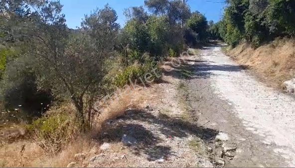 Elvan Özçelik'den Ören Dereköy'de Denize Yakın Mesafede 2300 M2 Bahçe