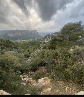 Camlıbel Mah Zeytinlik