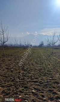 Denizli Kocabaş Satılık Tarla