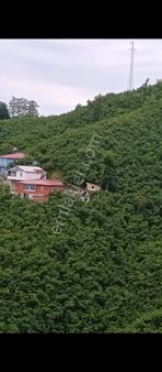 Perşembe Ekinciler Mahallesinde Satılık Veya Araba İle Takas Olacak 2817m2 Fındık Bahçesi Satılık