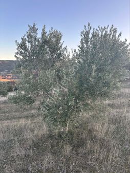 Selendi Yukarıtefen Satılık Zeytin Bahçesi