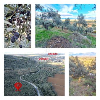 Öğretmen Emlaktan Gökçen'de Satılık Fırsat Fiyatlı Zeytinlik!