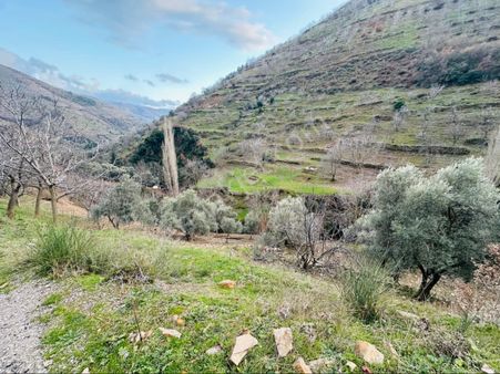 Tire Satılık Zeytinlik Büyükkömürcü Köyü 2084 M2