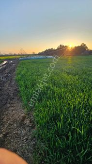 Tire Doğuş Emlaktan Bayındır Yakacıkta Satılık Tarla