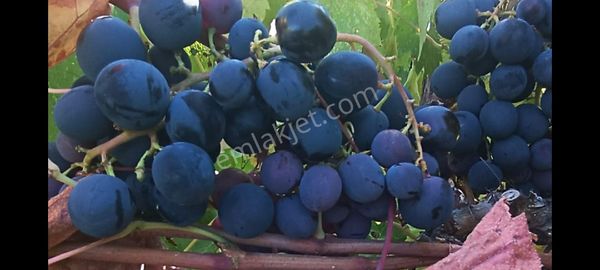 Prestij Emlaktan 3,250 Dönüm Satılık Üzüm Bağı.