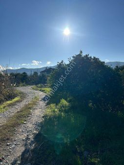 Muğla Köyceğiz Döğüşbelen Mh 2982m2 Narenciye Bahçesi