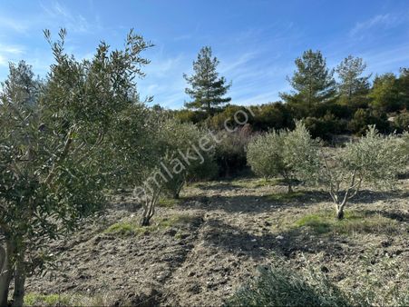 Selendi Yukarıtefen Meyve Bahçesi Ve Çiflik Yapılır Satılık Bahçe